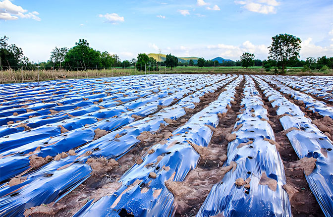 https://meiguo-oss.oss-accelerate.aliyuncs.com/chaoxin/Biodegradable Agricultural Film