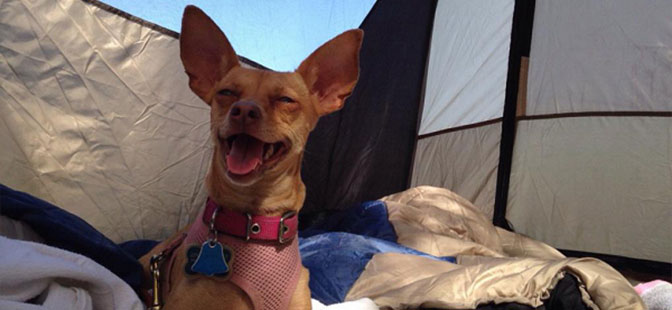 Expert Tips For Camping With Your Dogs